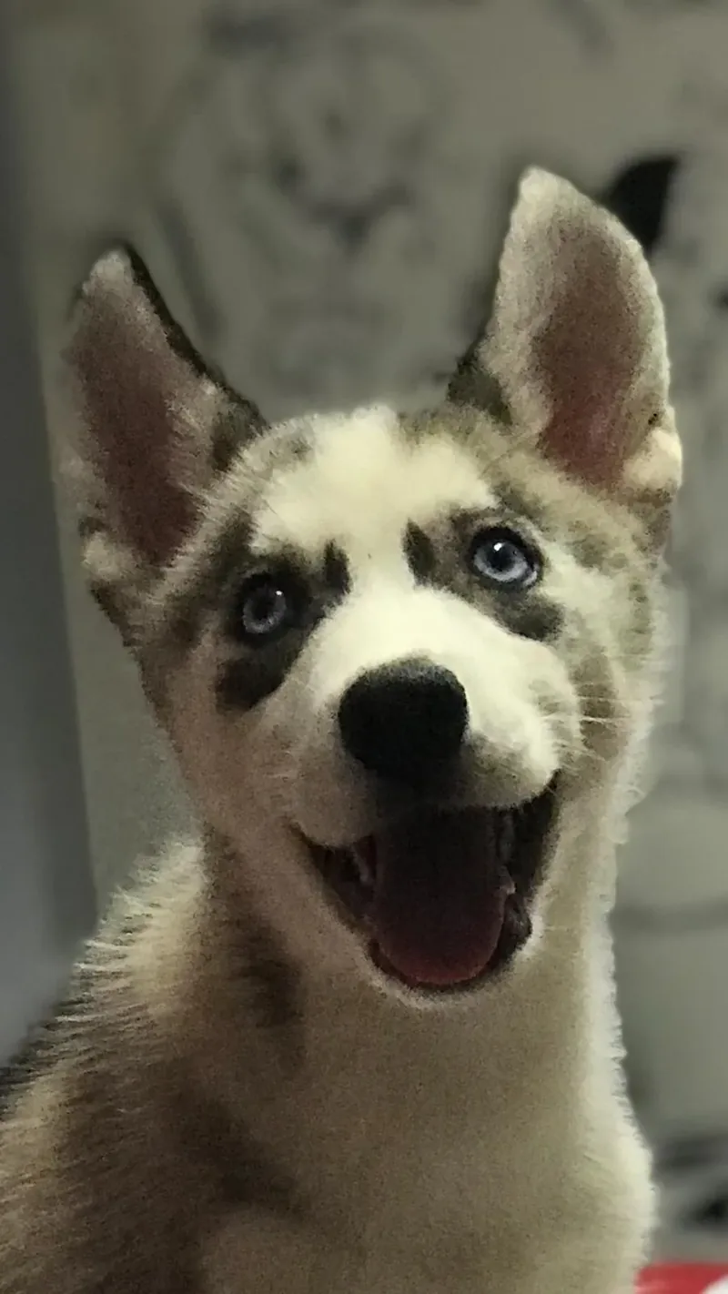 Husky