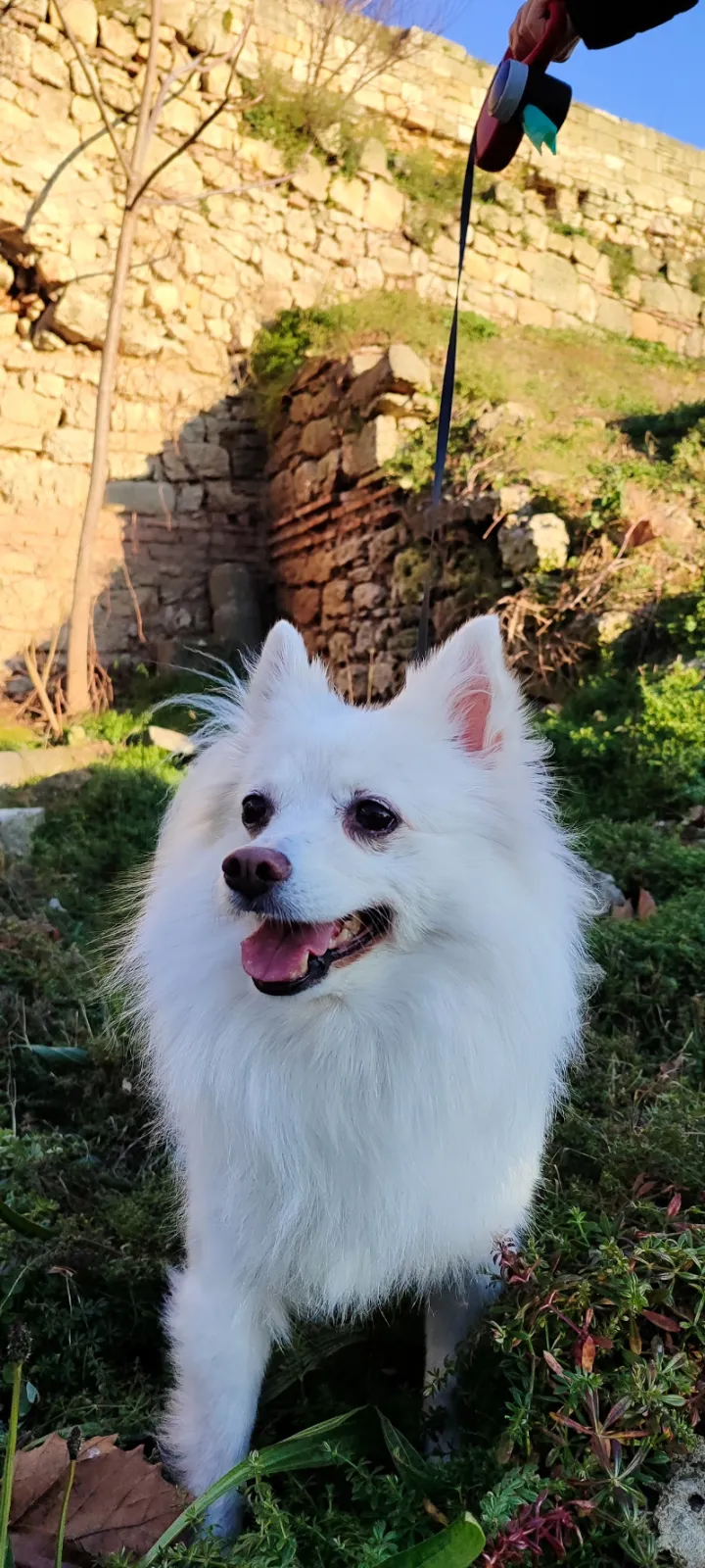 Spitz alb